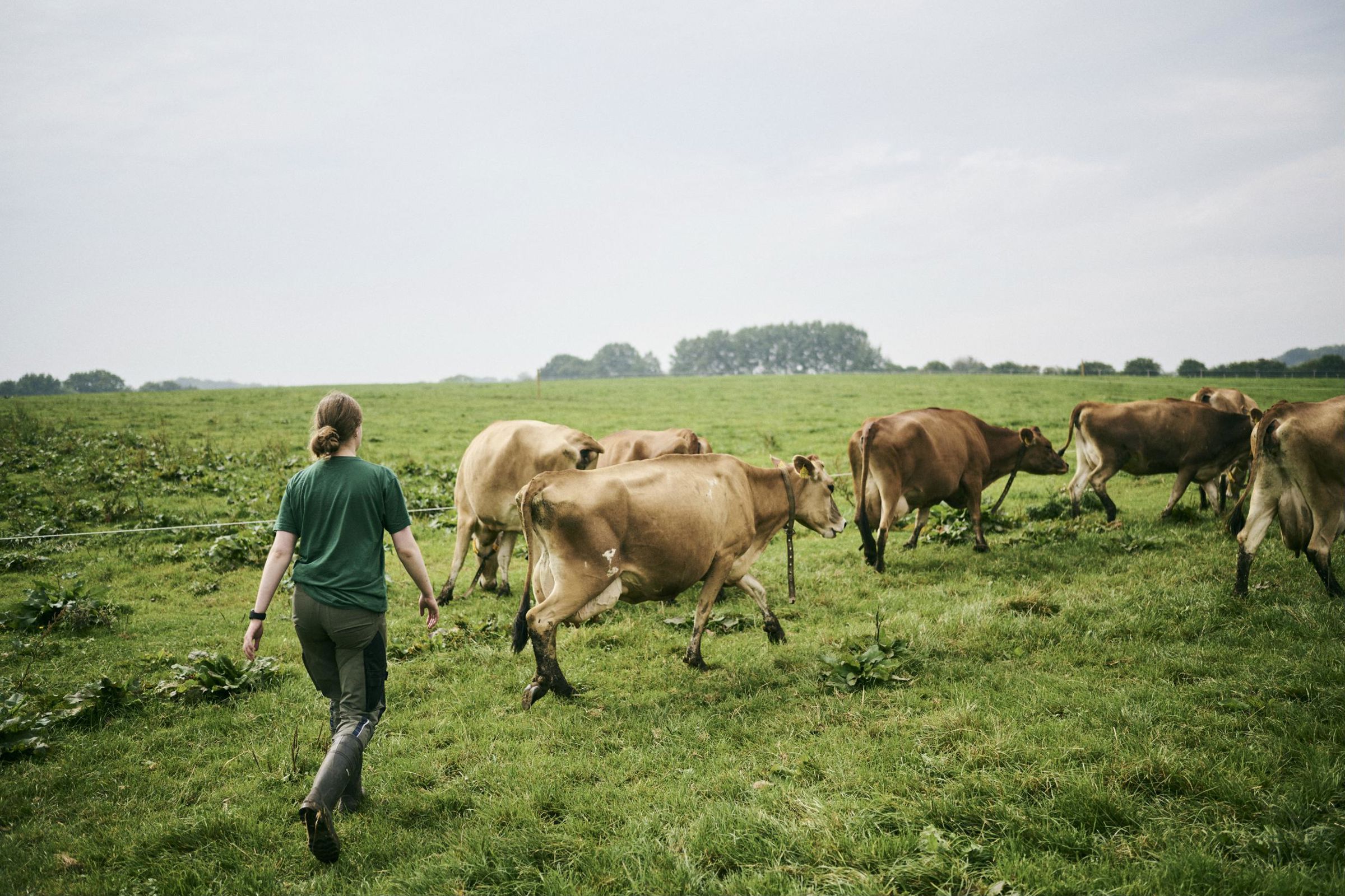 En kvindelig landbrugselev følger køerne ud på Hansenbergs marker.