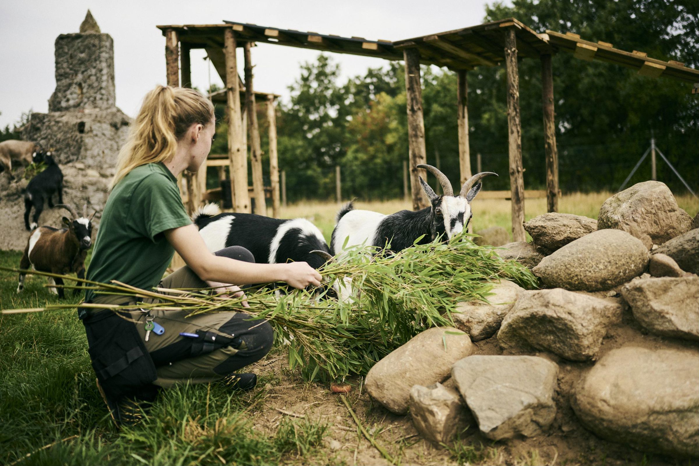 En dyrepasserelev fodrer gederne med grønne blade i skolens zoologiske have, hvor de har deres egen legeplads at boltre sig på.