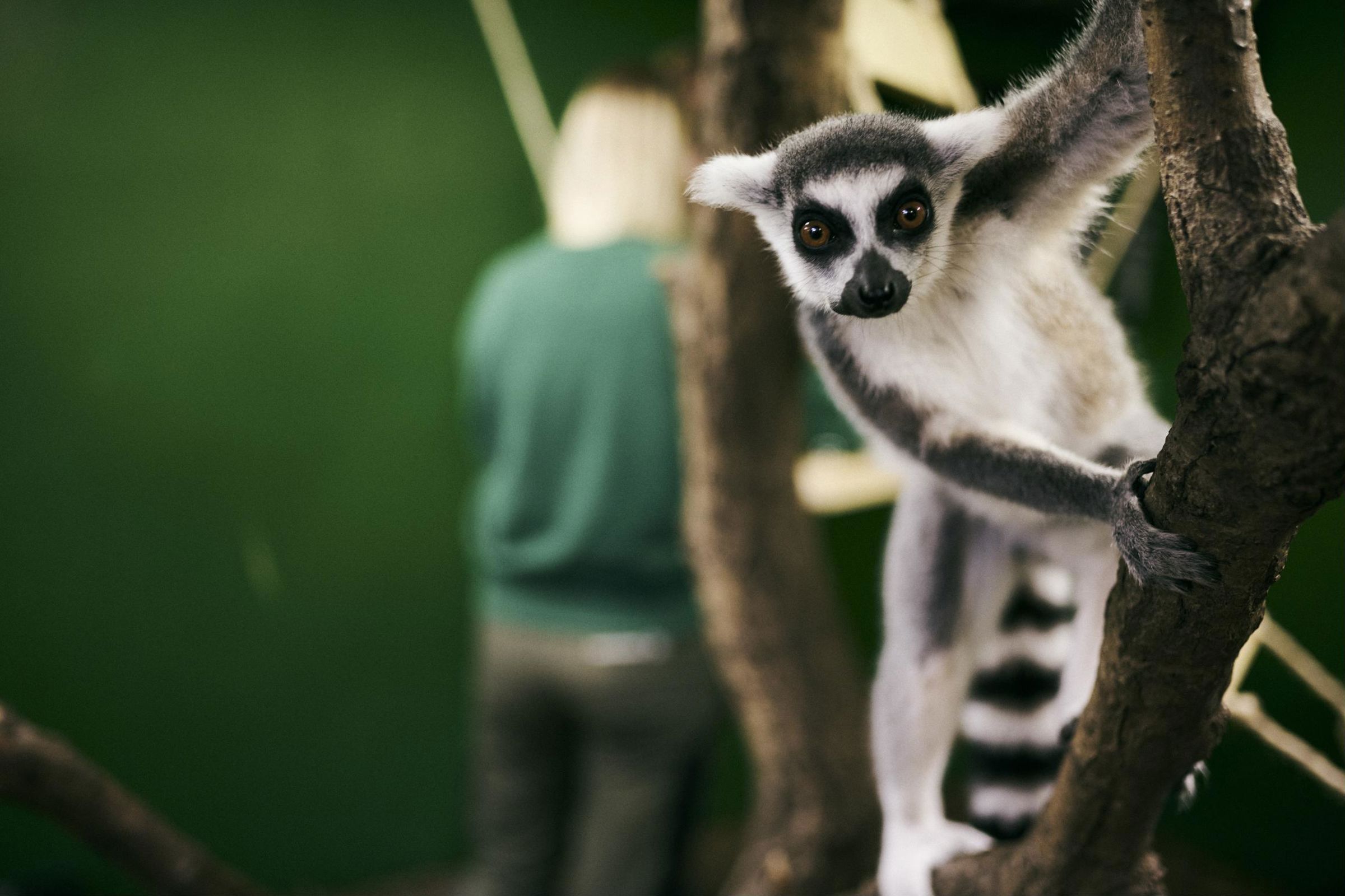 En katalemur kigger nysgerrigt på fotografen i Hansenbergs undervisningszoo.