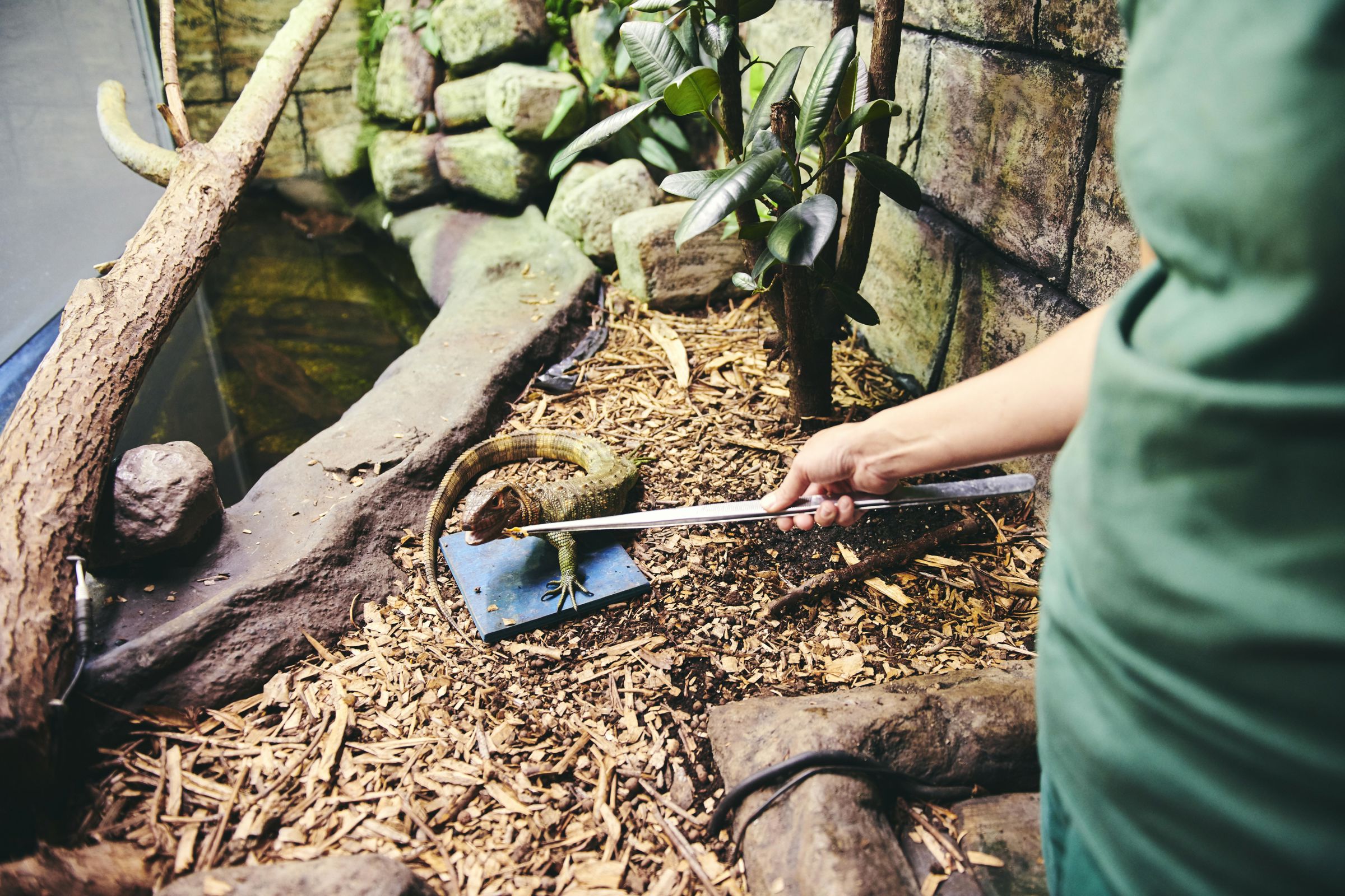 En øgle i Hansenbergs lille terrarie bliver fodret af en dyrepasserelev.
