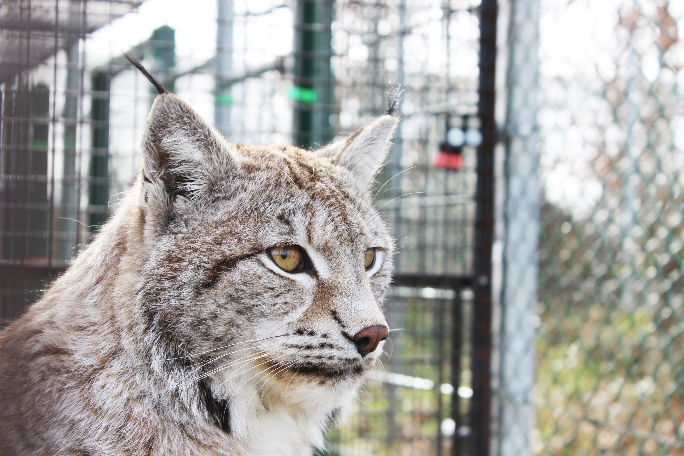 På Hansenberg kan dyrepasserne med speciale i dyr i zoologiske anlæg prøve kræfter med arbejdet i skolens egen zoologiske have, hvor der fx er en losser.