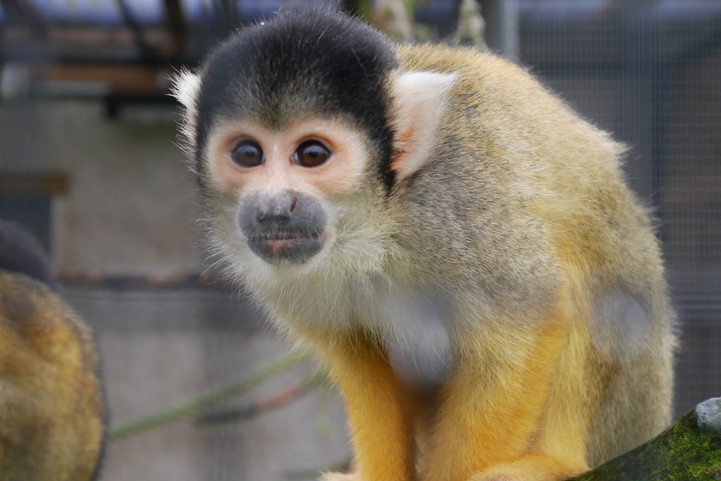 På Hansenberg kan dyrepasserne med speciale i dyr i zoologiske anlæg prøve kræfter med arbejdet i skolens egen zoologiske have, hvor der fx er dødningehovedaber.